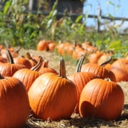 image of pumpkin patch