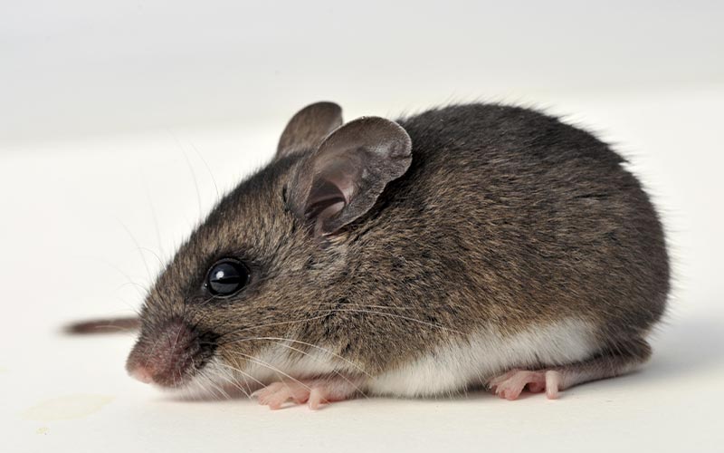 image of deer mouse