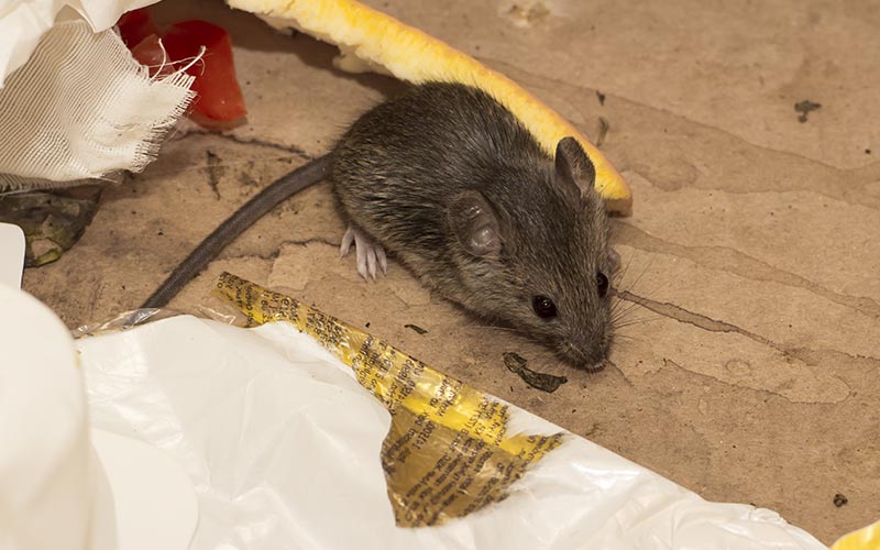 image of house mouse