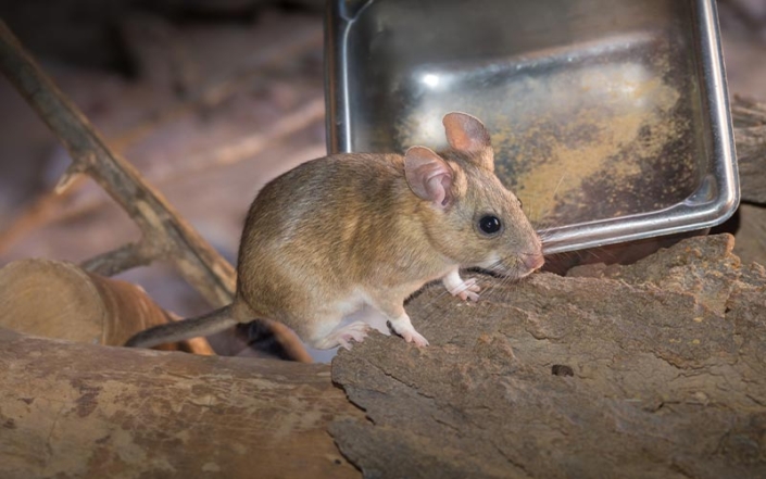 Your Guide to: Arizona Rats vs. Arizona Mice - Buzz Tech Pest Control