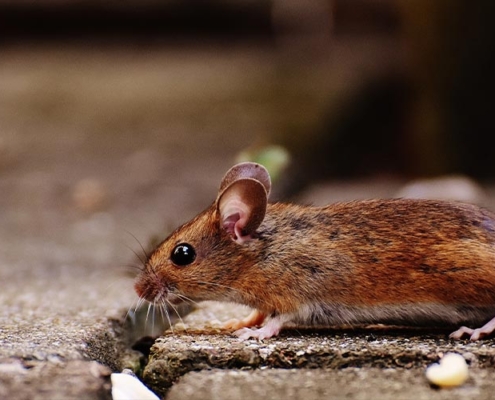 image of arizona mice