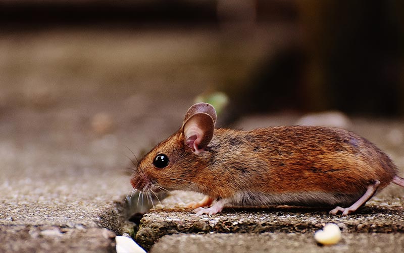 image of arizona mice